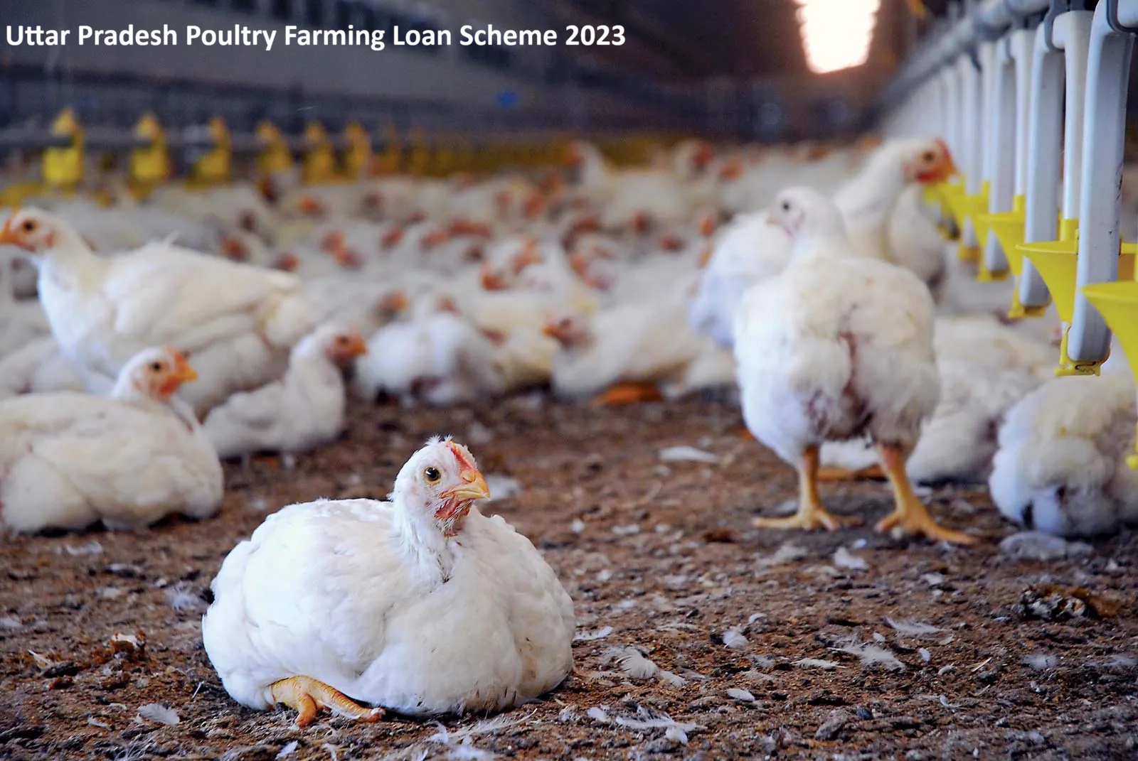 Uttar Pradesh Poultry Farming Loan Scheme 2023
